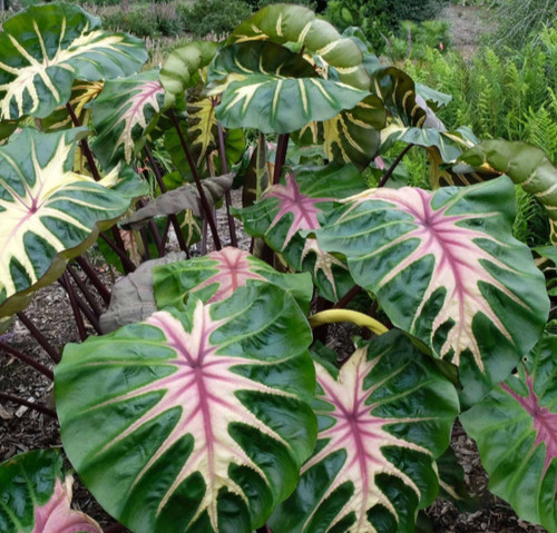 Colocasia royal hawaiian - royal,