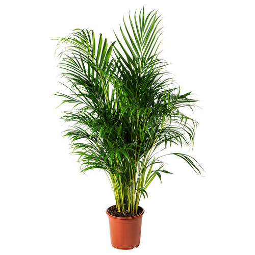 Large 120cm areca - 120cm, indoor