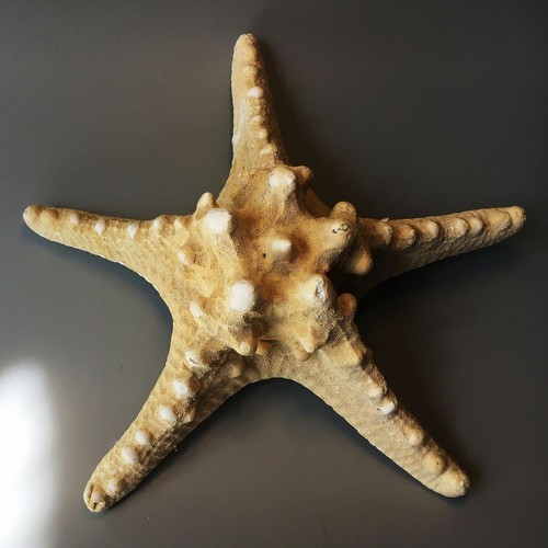Natural dried knobbly rhino - natural,