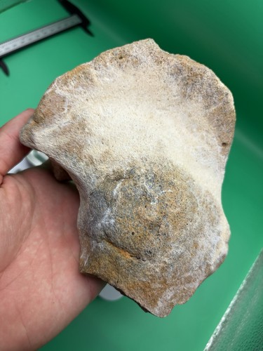Fossilized whale bone segment - fossilized,