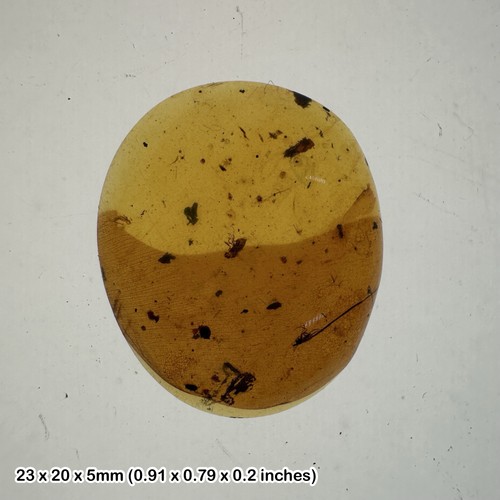 Burmese cretaceous amber with