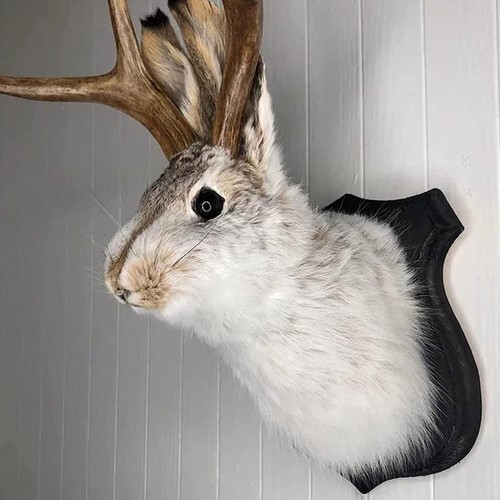 Animal home decoration - home,