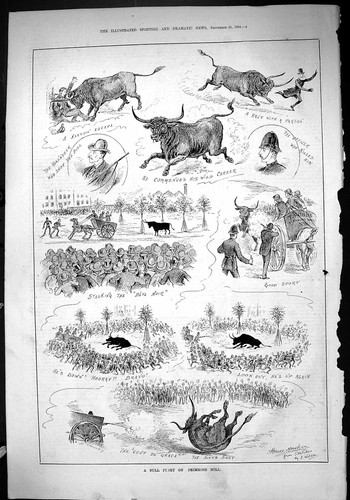 Old 1884 bull fight - bull, primrose