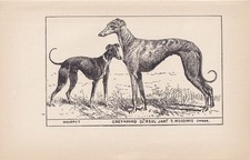 1900 WHIPPET & GREYHOUND DOG Print - Dog Wall Art - Dog Gift - 8.6 x 5.6 Inches