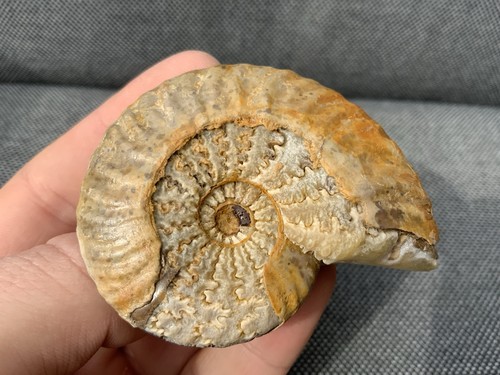 Ammonite fossil sutures - +,