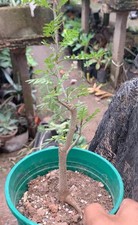 Rare liveSucculent Plant Bursera microphylla WYSIWYG Own Root Boutique Garden