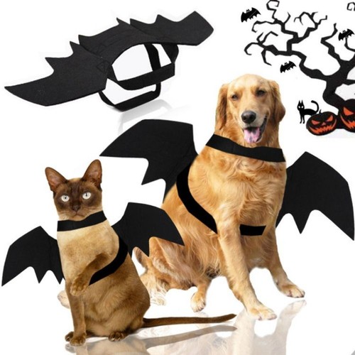 Bat wings for cat kitten - for,