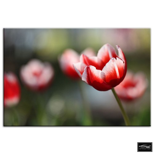 Tulip flowers floral box - ,
