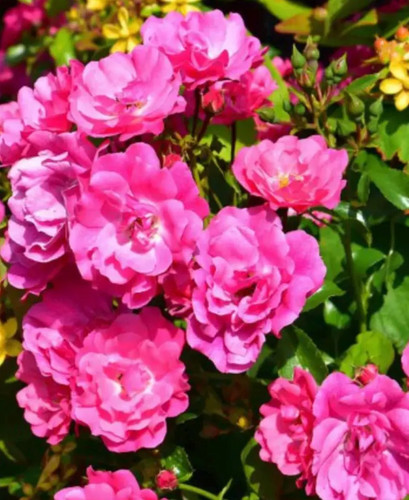 Super dorothy rambling rose - dorothy,