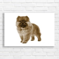Adorable Frontfacing Chow Chow