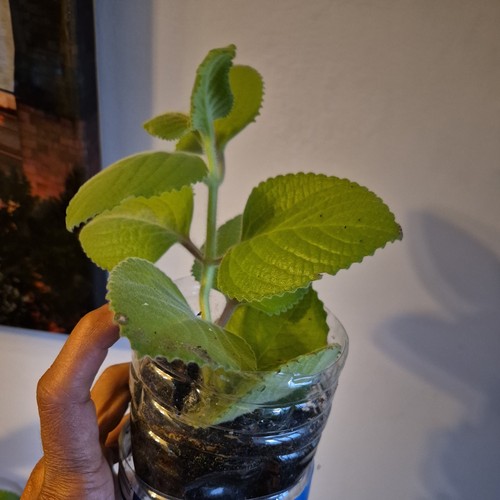 Organic indian ajwain - organic, /
