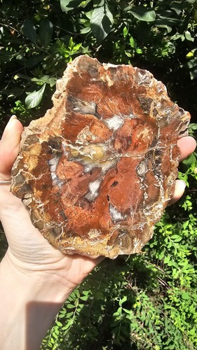 Large petrified wood - large,