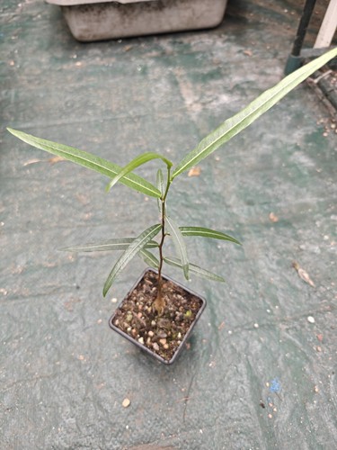 Brachychiton rupestris - brachychiton,
