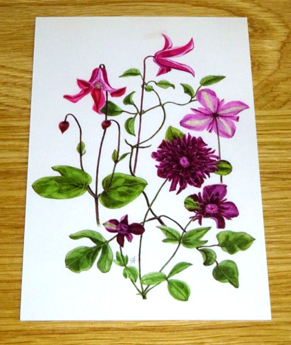 Rhs flower postcard - rhs,