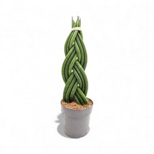 Sansevieria cylindrica | Snake