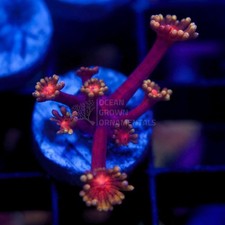 ☄️🔥True Hades Inferno