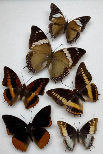 Real butterfly specimens - real,