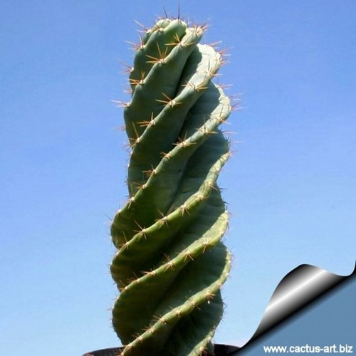 Cereus peruvianus - 10, x
