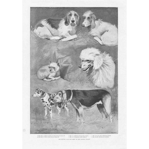 Cecil aldin the kennel - cecil,
