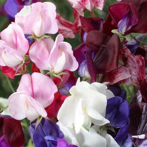 Sweet pea lathyrus odoratus - sweet,