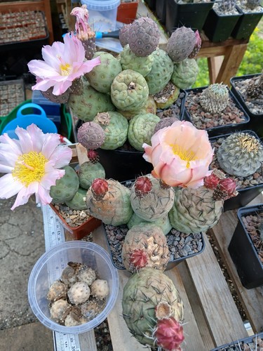 Genuine tephrocactus - genuine,