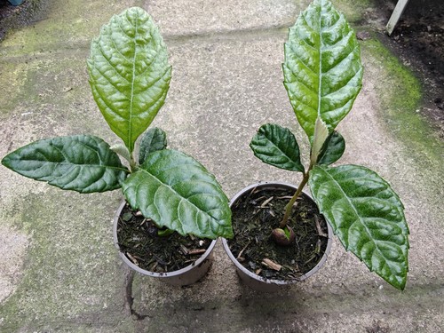 Loquat sapling eriobotrya - x2,