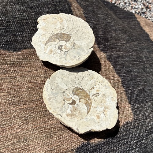 Pair ammonites polished - ammonites,