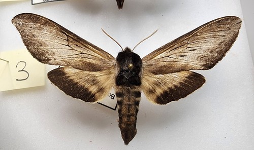Sphingidae sphinx luscitiosa - sphingidae,