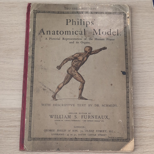 Philips anatomical model - philips,