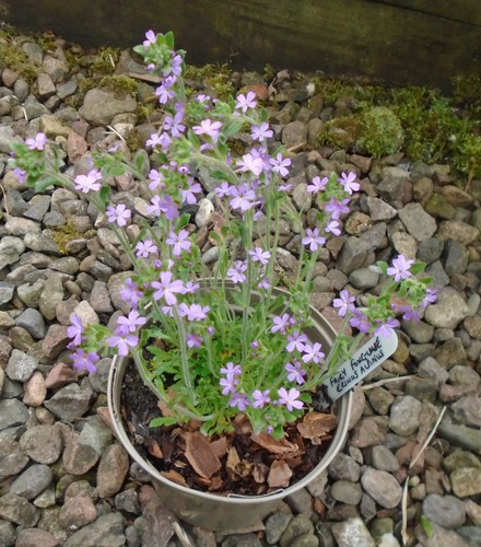 Erinus alpinus fairy - erinus, ,
