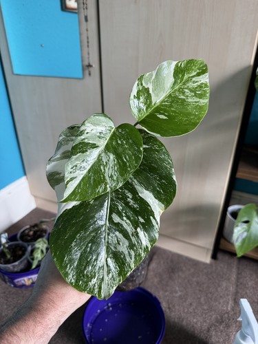 Monstera deliciosa albo white - monstera, 'albo