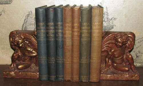 1886 larvae the british - of,