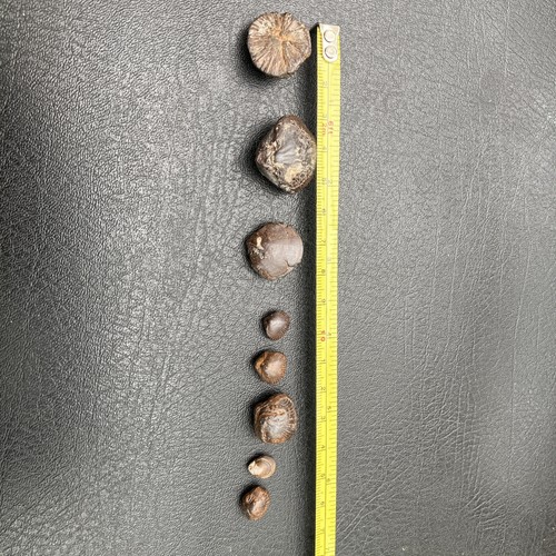 Iron pyrite nodule - pyrite,