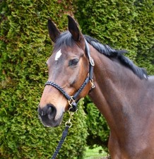 LEATHER HEADCOLLAR PLAITED