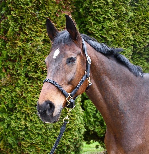 Leather headcollar plaited - leather,