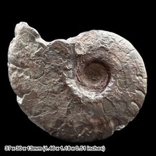 Gonioclymenia Goniatite Fossil