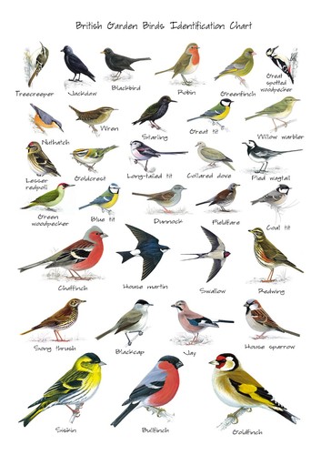 British garden birds poster - british,