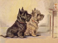 CAIRN & SCOTTISH TERRIER WATCH
