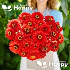 ZINNIA DAHLIAFLOWERED RED -