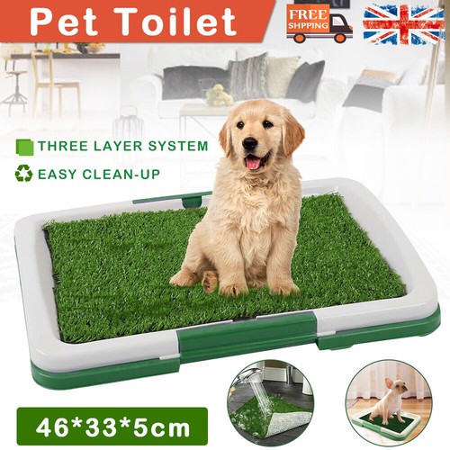 Pet dog toilet - dog, indoor