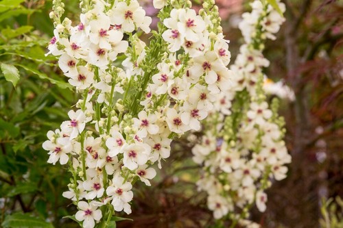 Verbascum nigrum chaixii - verbascum,