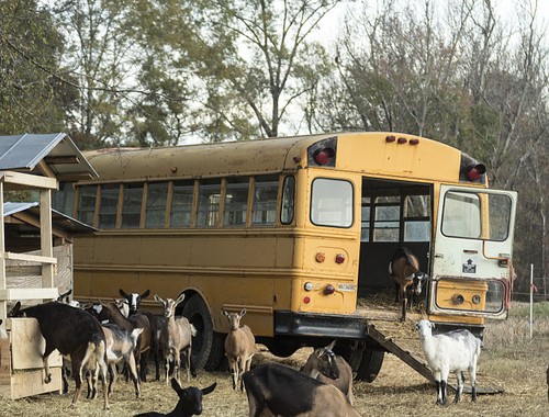 Photo rougemont north carolina - photo:rougemont,
