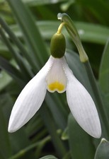 Galanthus 'Chantry Tease'