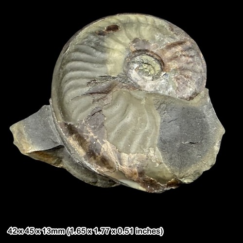 Dissoceras tabulatum ammonite - tabulatum,