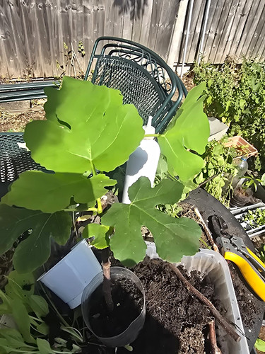 Fig ficus carica - fig, /