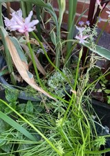 Nerine Platypetala - 3 Seeds, Very Rare