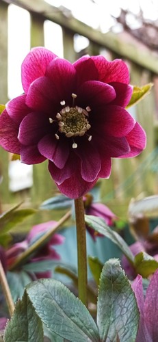 Helleborus orientalis dark - ,