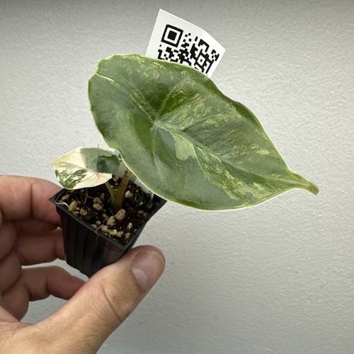 Alocasia azlanii gold - alocasia,