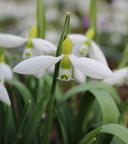 Galanthus twilight stunning - -,