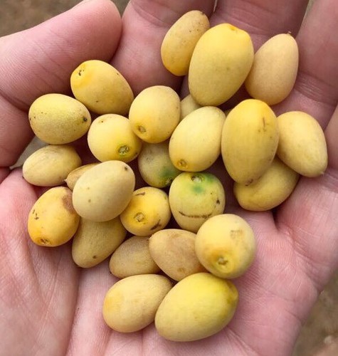 African bird plum - african, nyii